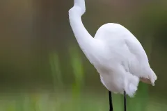 Great-Egret-EOS-R5_112382