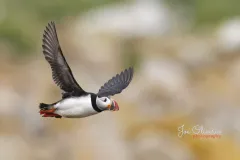 0150c Puffin-EOS-R5m2_296218-copy