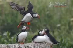Puffin-EOS-R5m2_293434-copy