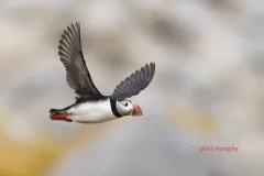 Puffin-EOS-R5m2_296222-copy