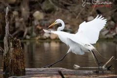 0037k-Great-Egret-EOS-R5_109128