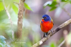 FL_0004-Painted-Bunting-5D4__Florida_2018_11027-copy-2