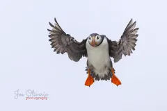 0150B-Puffin-EOS-R5m2_295083-copy