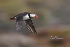 1_Puffin-EOS-R5m2_296227-copy