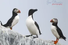 1_Puffins-EOS-R5m2_291686-copy