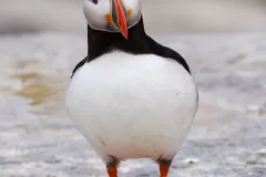 Puffin-EOS-R5m2_292580-copy