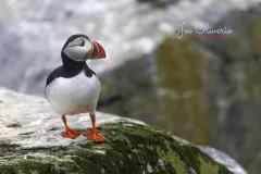 Puffin-EOS-R5m2_292713-copy