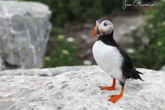 Puffin-EOS-R5m2_292961-copy