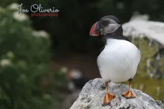 Puffin-EOS-R5m2_293068-copy