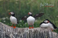 Puffin-EOS-R5m2_293377-copy