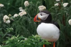 Puffin-EOS-R5m2_293587-copy