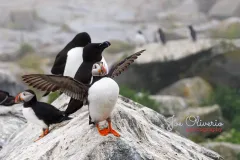 Puffin-EOS-R5m2_293746-copy