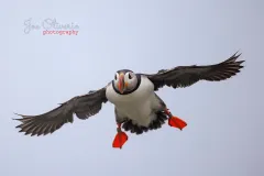 Puffin-EOS-R5m2_294347-copy