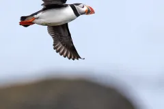Puffin-EOS-R5m2_296235-copy