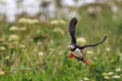 Puffin-EOS-R5m2_296706-copy