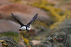 Puffin-EOS-R5m2_296891-copy
