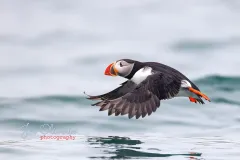 Puffin-EOS-R5m2_296935-copy