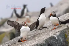 Puffins-EOS-R5m2_293133-copy
