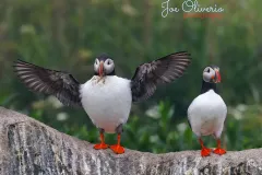 Puffins-EOS-R5m2_293407-copy