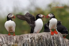 Puffins-EOS-R5m2_295957-copy