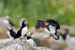 Puffins-EOS-R5m2_296337-copy
